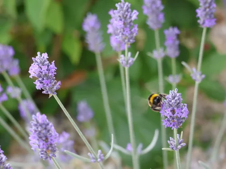 bee hovering over a lavender plant