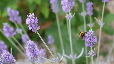 bee hovering over a lavender plant